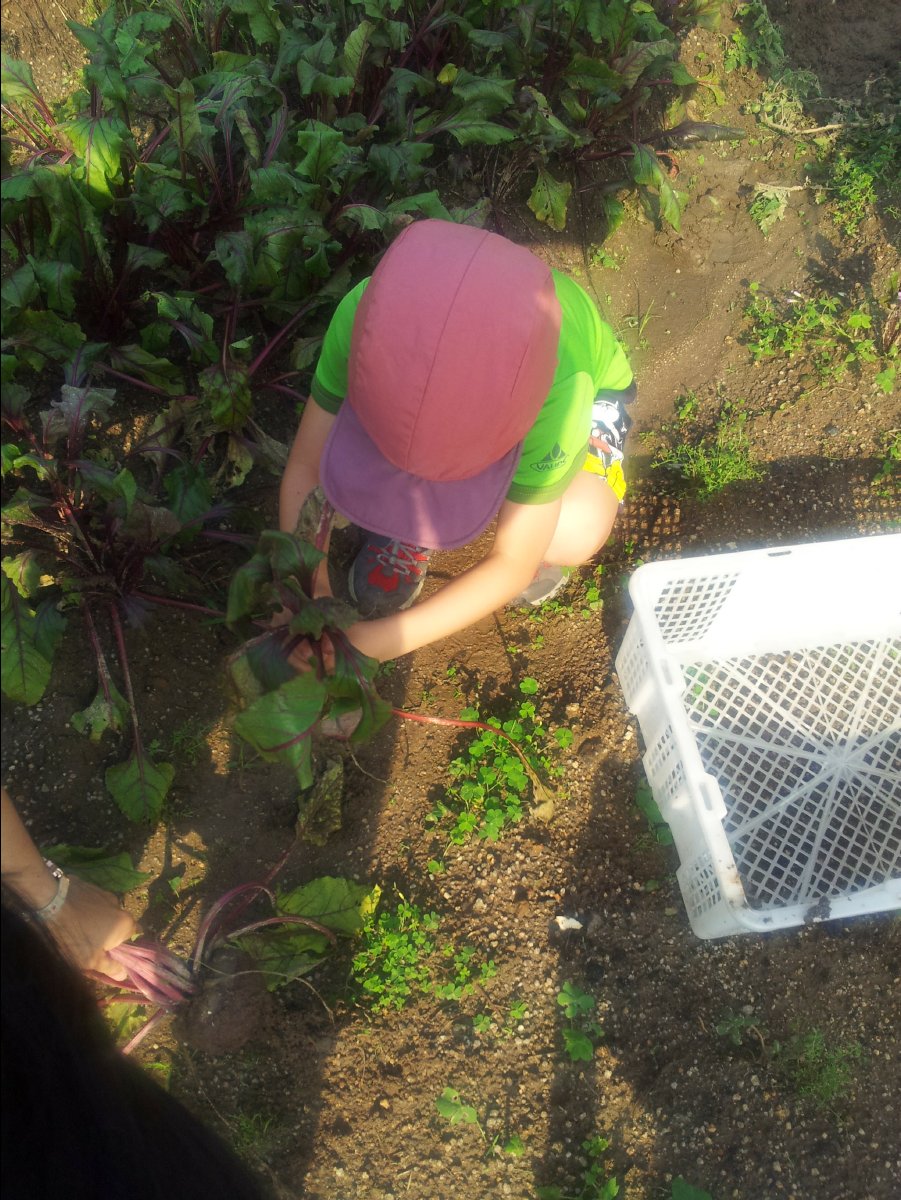 20120422Organic Farm17